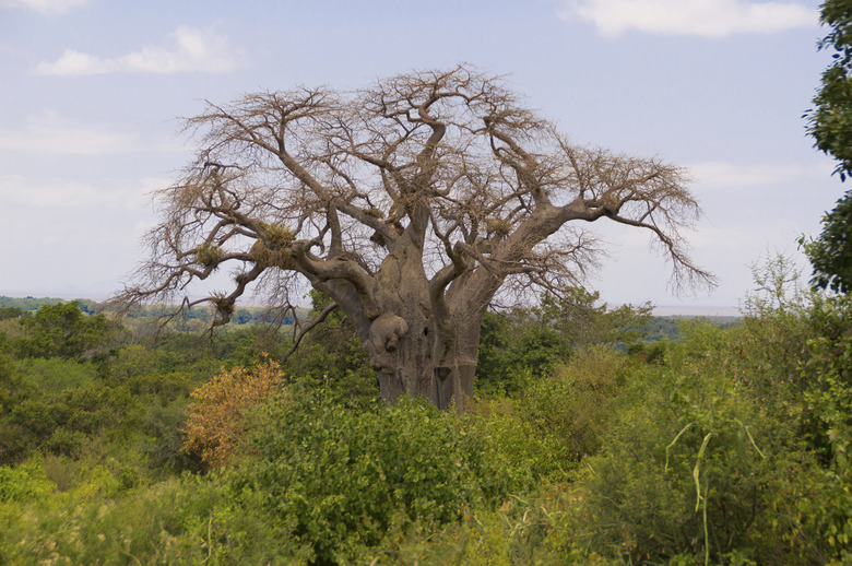 baobab tree