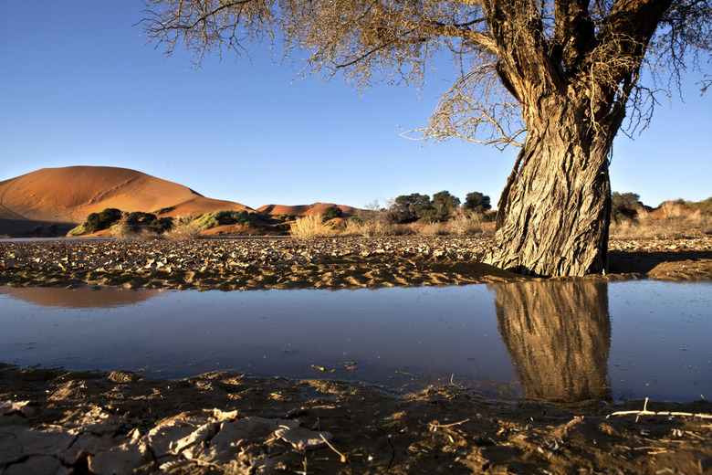 Reflection in the puddle