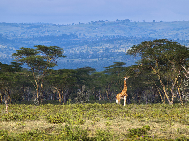 Adult giraffe eating leaves on a tree