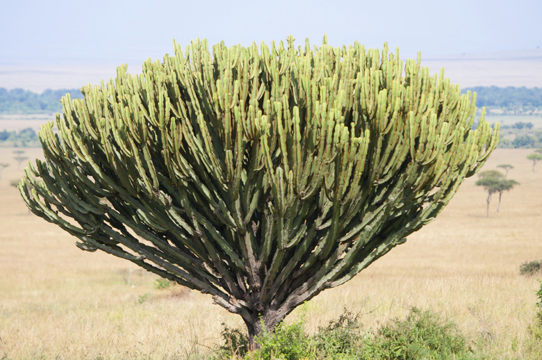 candelabra tree