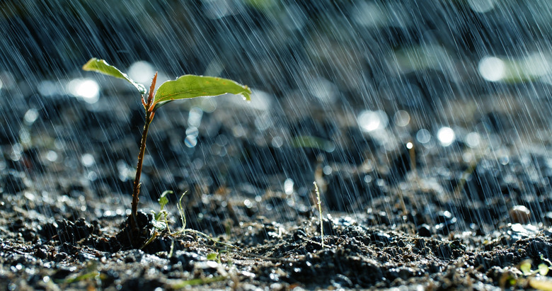 Green sprouts in the rain