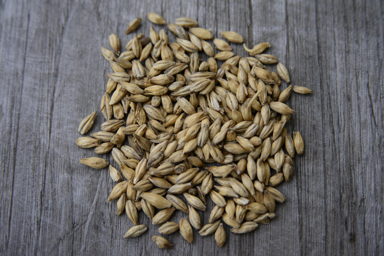 Malted barley