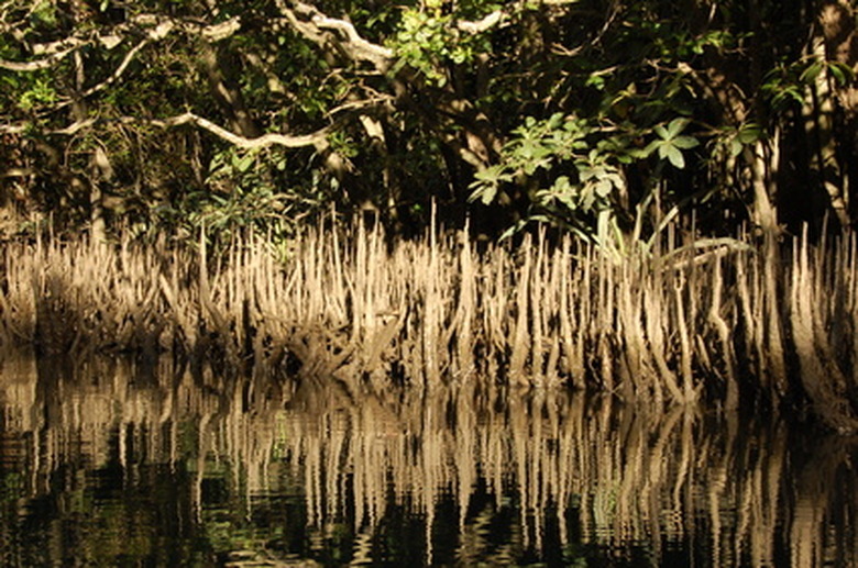 Plants That Grow in Land & Water