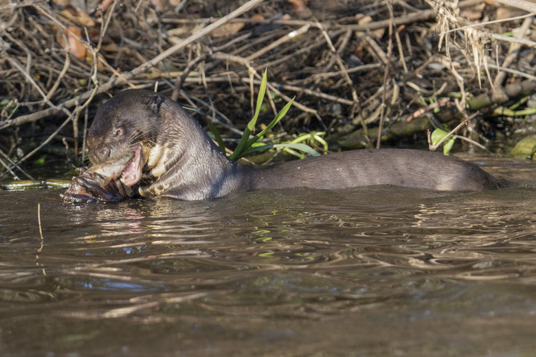 Giant River Otter eating a catfish close-up