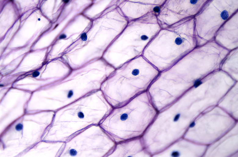 Onion epidermis with large cells under light microscope