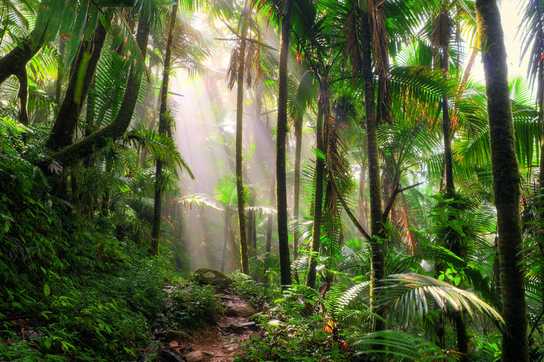 El Yunque morning mist