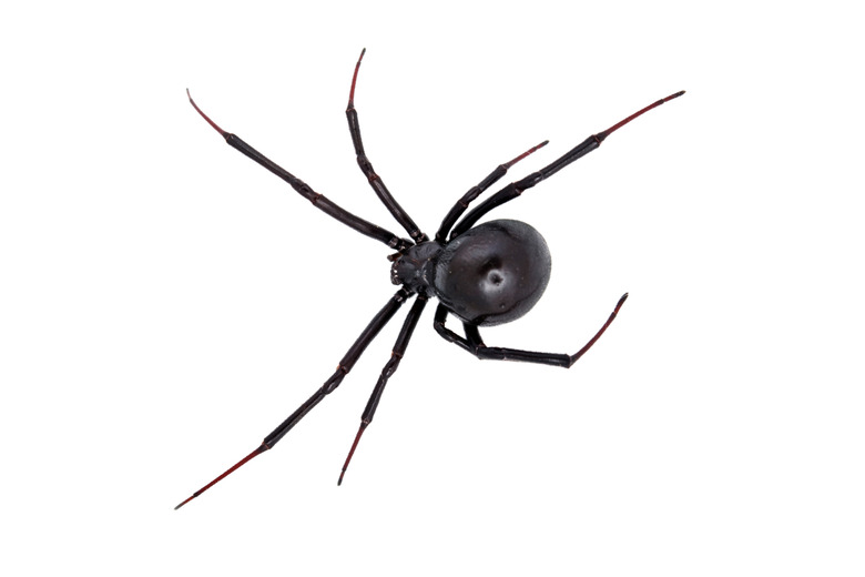 Black Widow Spider