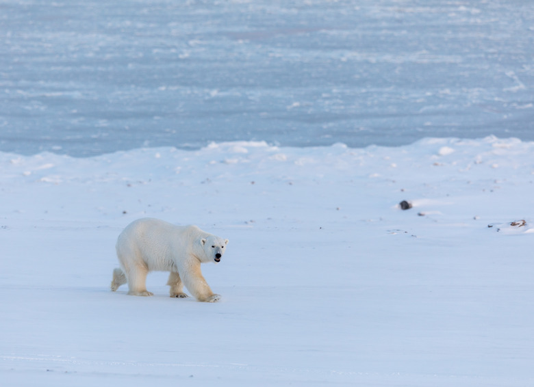 polar bear walking on snow close to the frozen Billefjorden in Svalbard