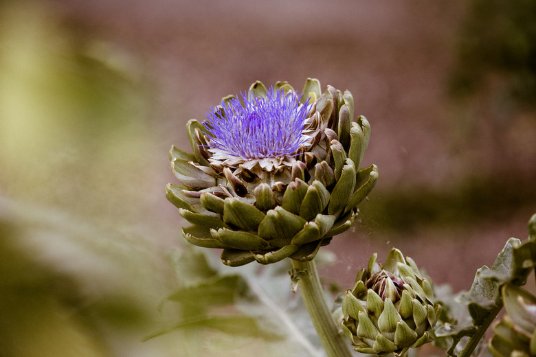 Blooming Artichoke