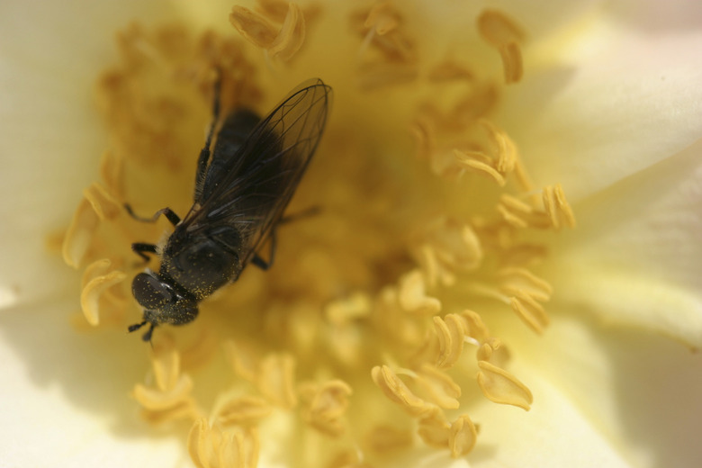 Bee on flower