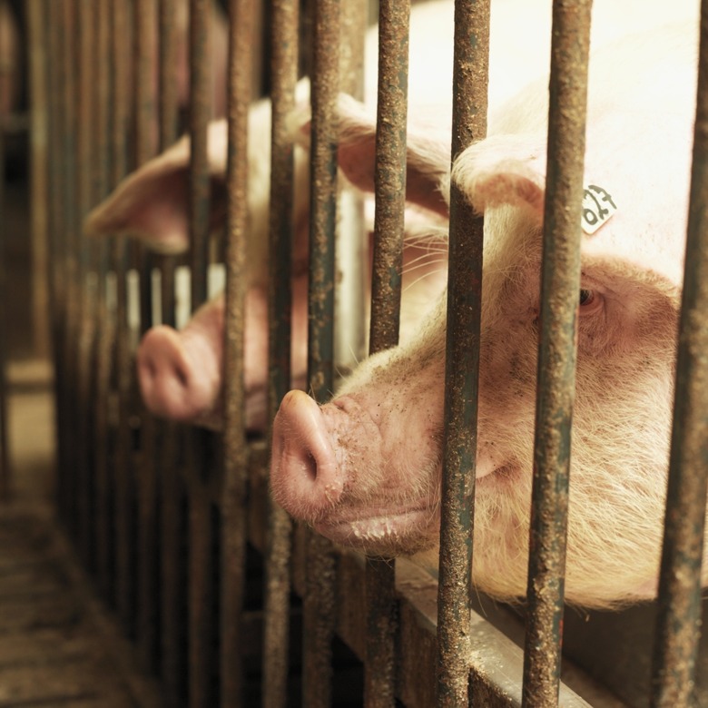 Two pigs looking though a stall