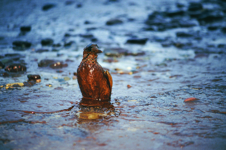 Oiled Guillimot after Empress oil spill,West Wales