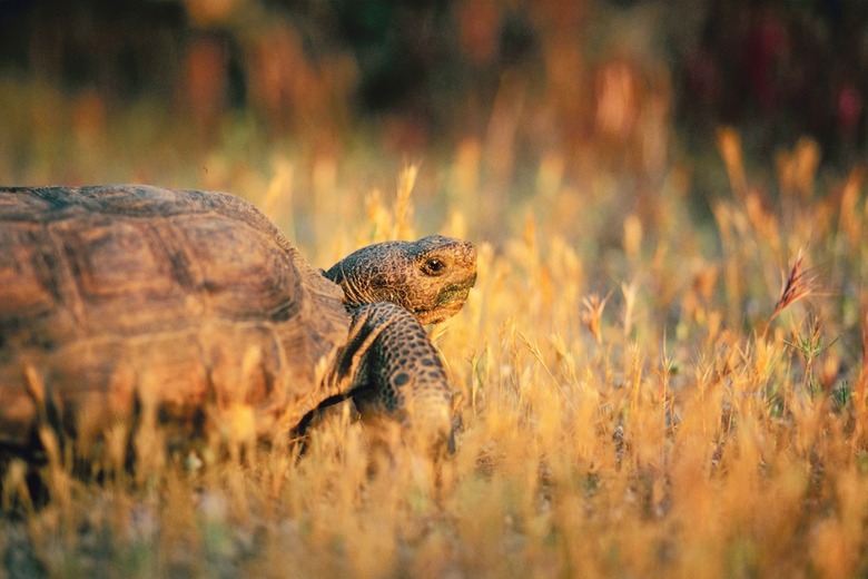 Desert tortoise in grass