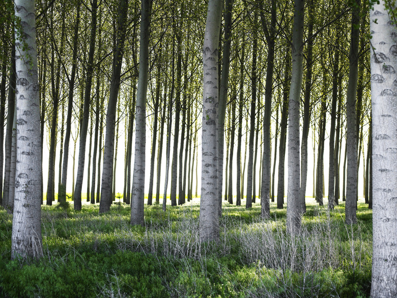 USA, Washington, rows of poplar trees at dawn, spring