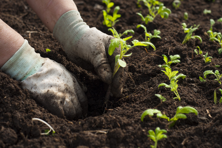 Image of male hands transplanting young plant