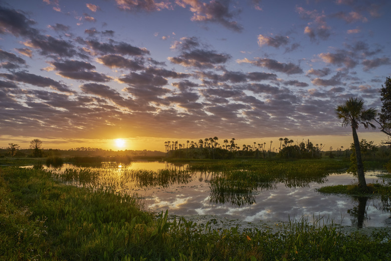 Breathtaking Orlando Wetlands Park During a Vibrant Sunrise in Central Florida USA