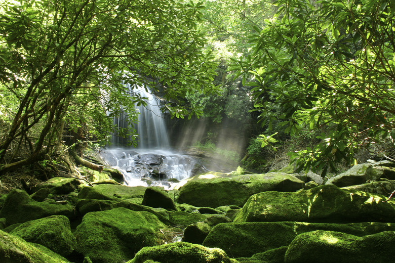 Hidden Rainforest Waterfall