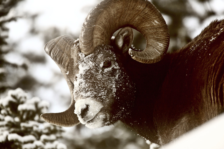 Bighorn Sheep in winter