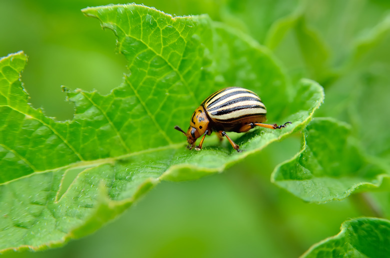 Colorado beetle eats a potato leaves young.