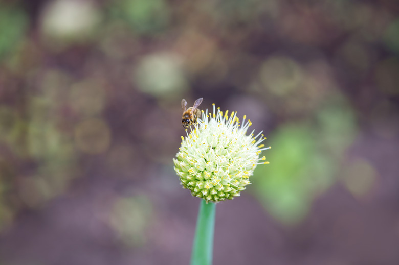 Bee collects nectar from a white onion flower.