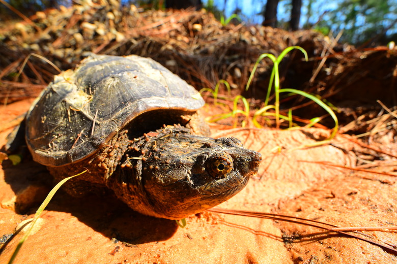 Angled front view of Snapping turtle on clay dirt in forest with head extended and turned slightly