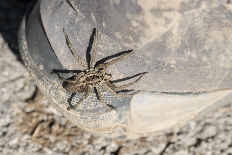 Wolf spider on a boot,mother with childs on the abdomen, Catalonia