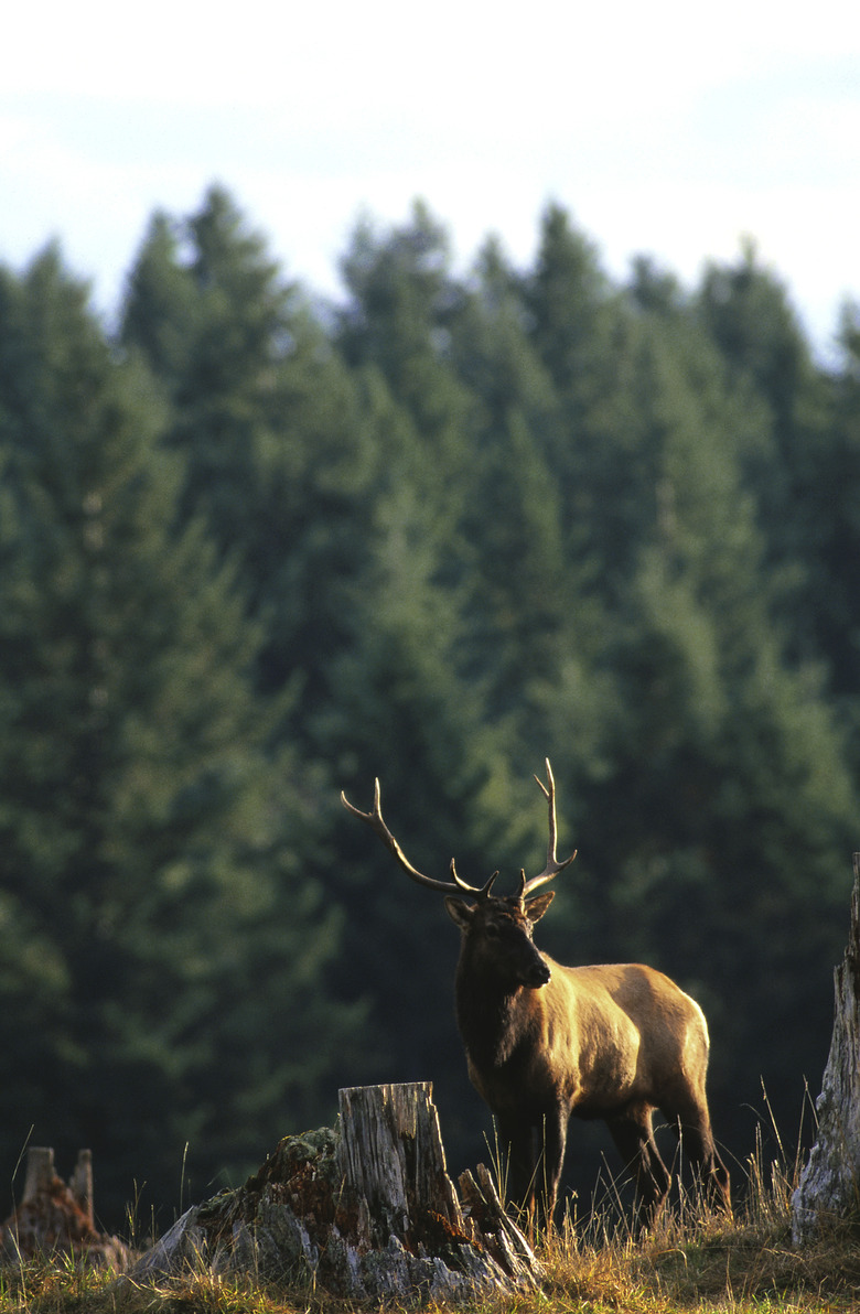 Elk in wilderness