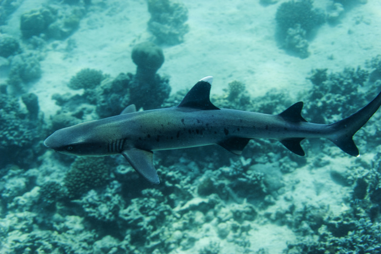 White tip reef shark (Triaenodon obesus) swimming in the sea.