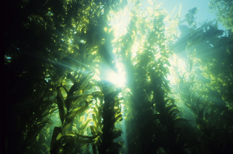 Underwater forest of green kelp