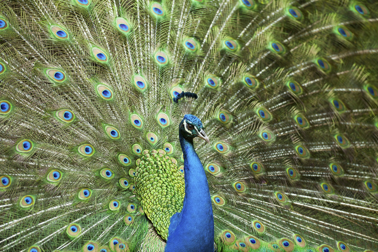 Beautiful peacock display