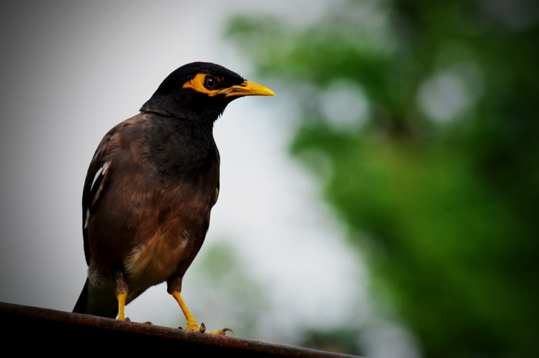 Common Myna