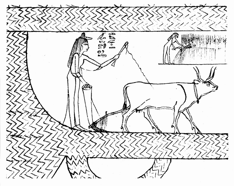 Funerary papyrus depcting Princess Nesitanebtashru plowing with ox