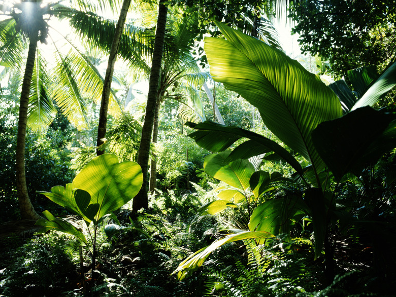 Seychelles, rainforest