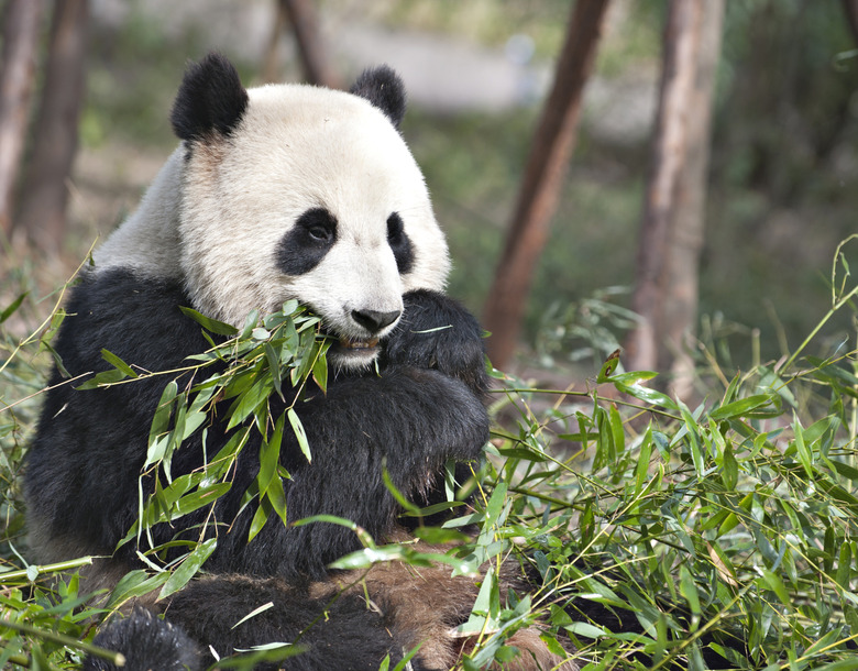 Giant panda