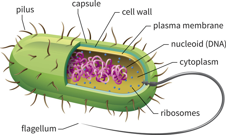 Bacteria Cell