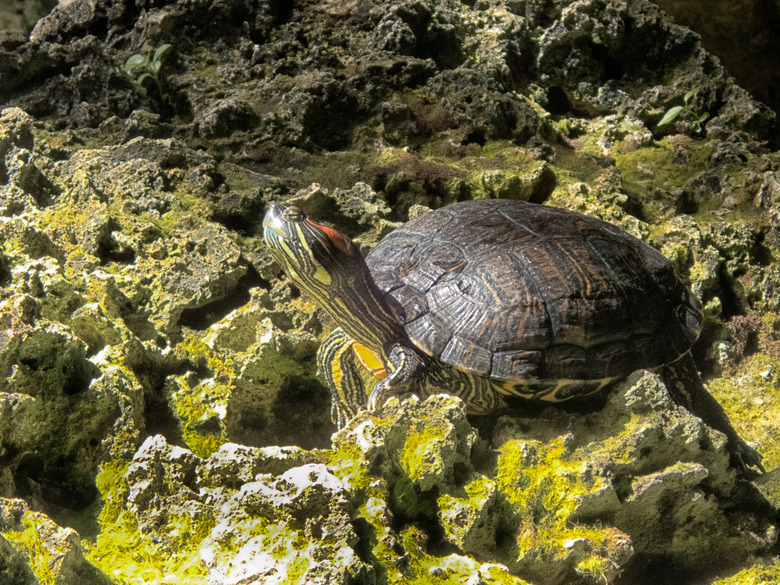 Terrapin in a cenote