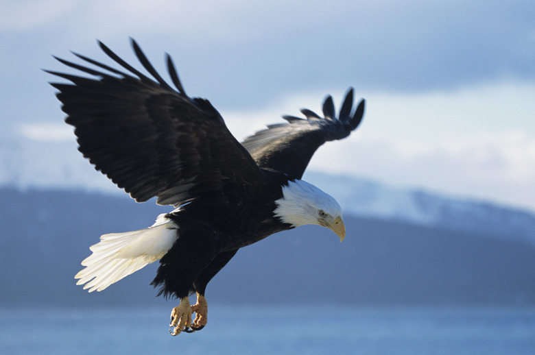 Bald eagle (Haliaeetus leucocephalus) dropping in, Alaska, USA