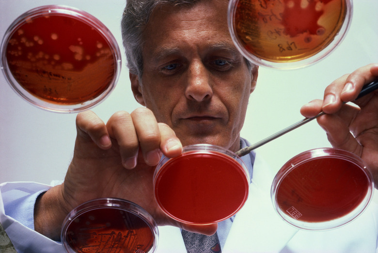 Scientist experimenting with petri dishes