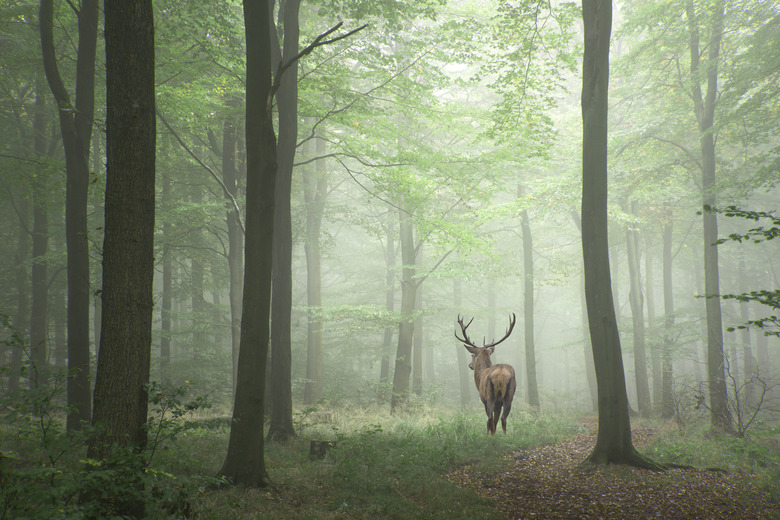 Image of red deer stag in foggy Autumn colorful forest