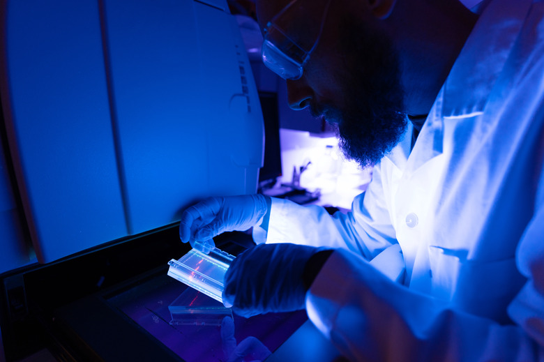 Researcher in DNA laboratory: agarose sequencing gel results