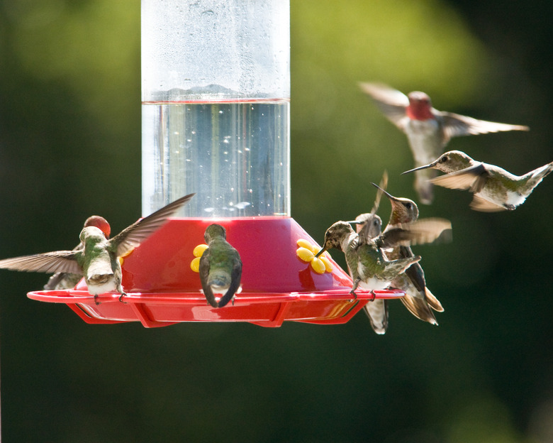 Hummingbird Feeder