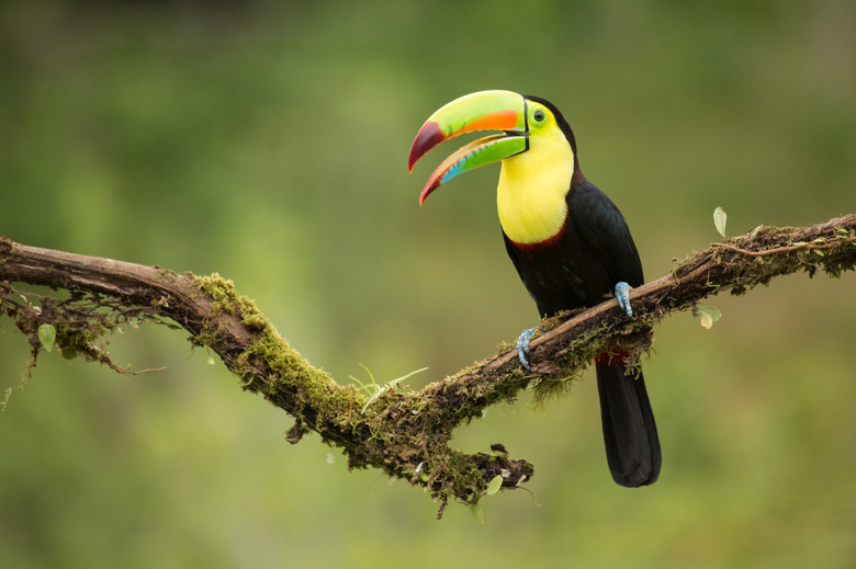 Keel-billed Toucan (Ramphastos sulfuratus) perching on branch, Costa Rica