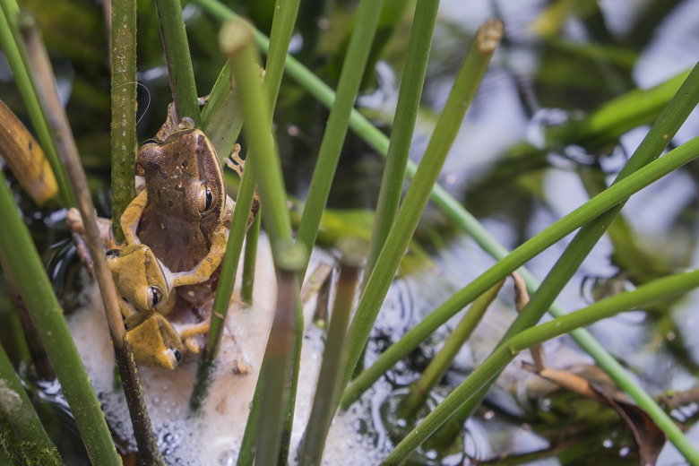 Three Polypedates leucomystaxt in a tree trunk in the water