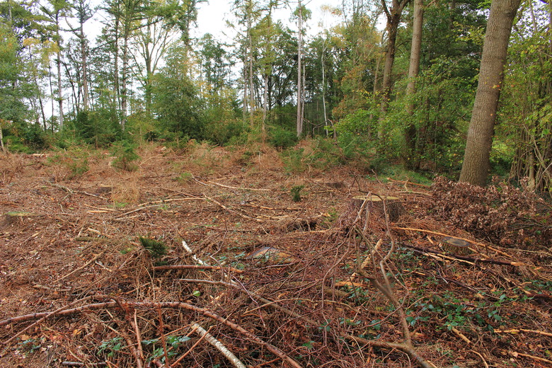 Forest clearing