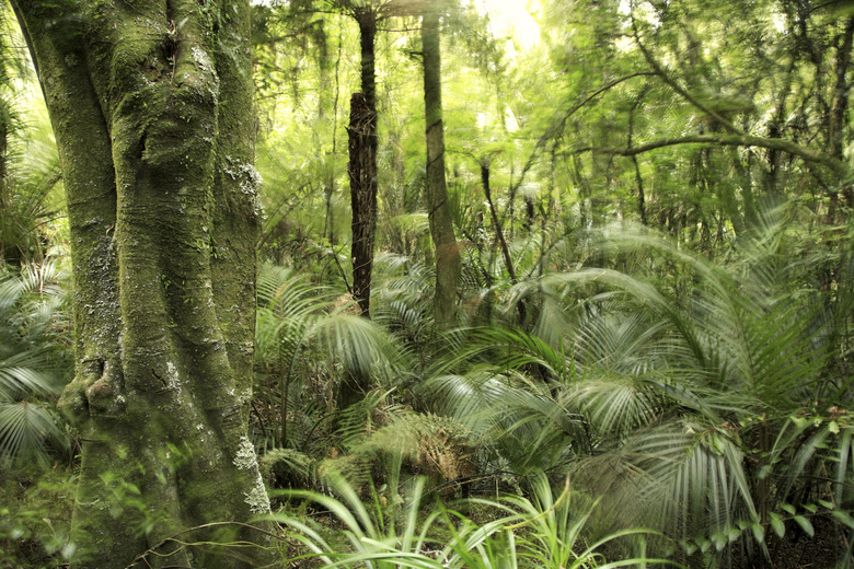 Tree in forest