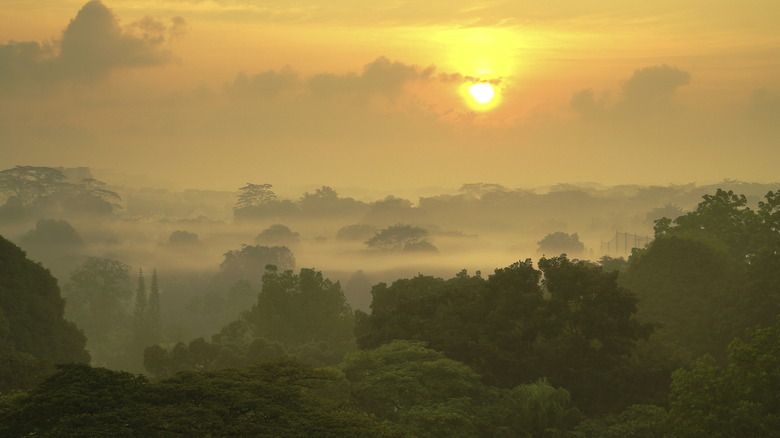 misty forest