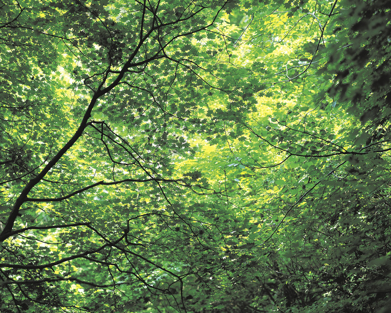 Leaves in lush forest in Asia