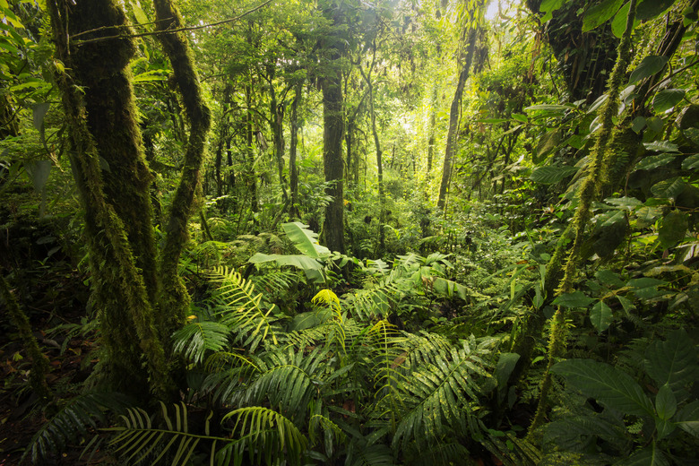 rain forest weather and climate