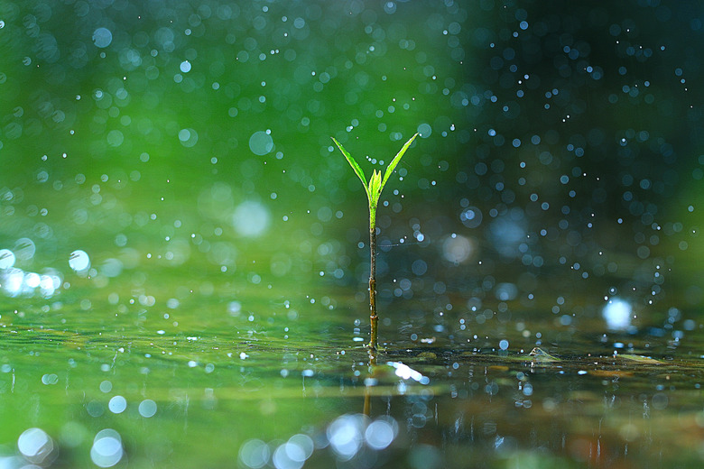 grass dew rain macro fresh green eco