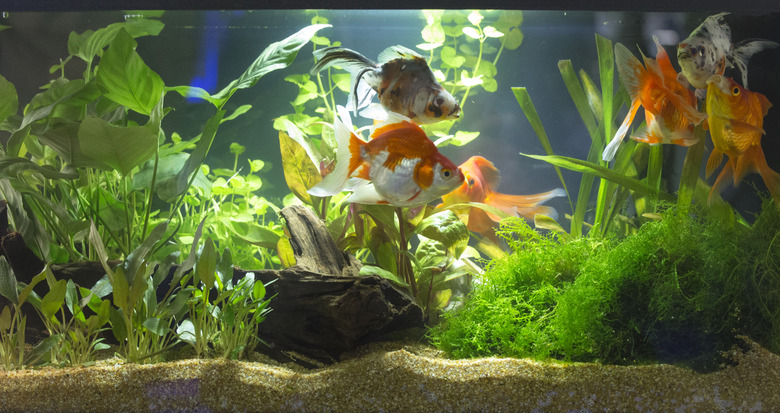 Planted Freshwater Aquarium